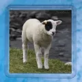 Patch Lamb Coaster